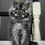 Adelina