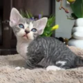 devon rex kitten