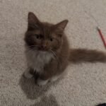 Bella