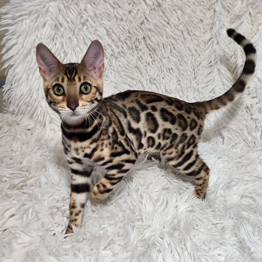 Bengal kitten from Kittens Boutique