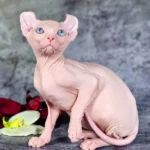 Biata