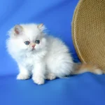 Persian