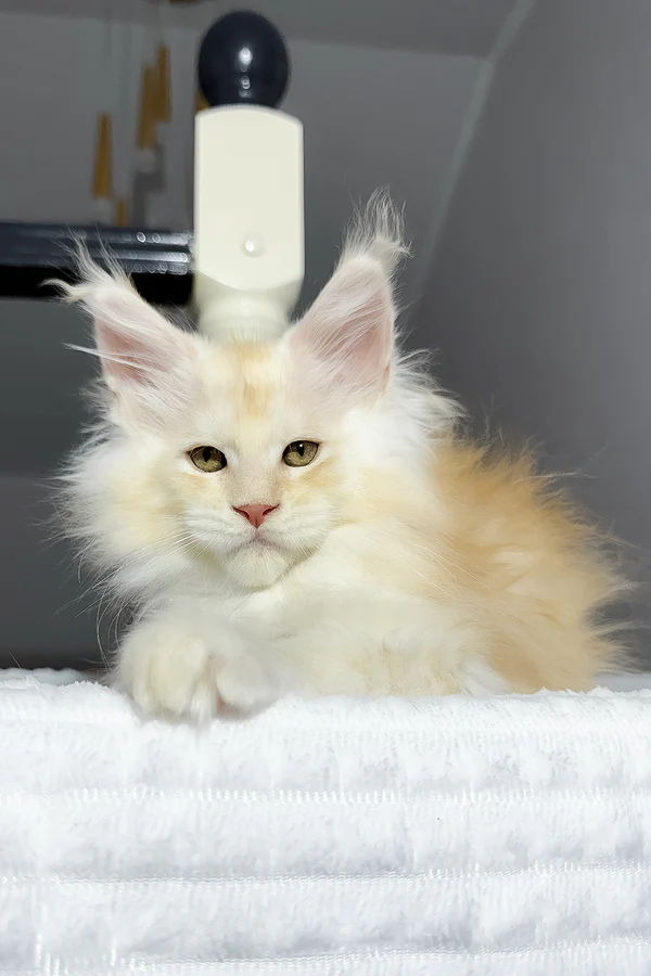 Persian kitten from Kittens Boutique