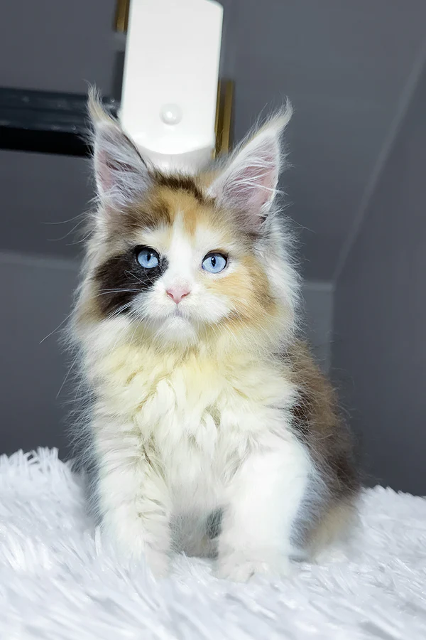 Home raised Maine Coon kitten