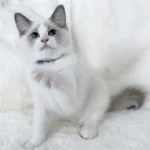 Charles