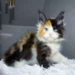 Cleopatra