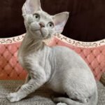 Figaro