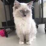 Gina