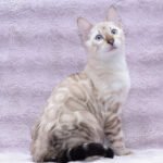 Marvin