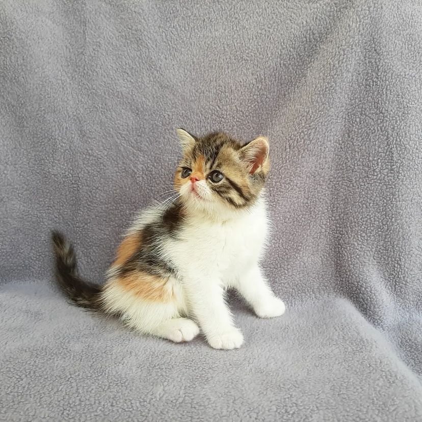 Home raised Ragdoll kitten