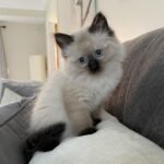Molly