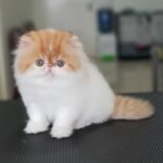 Nala