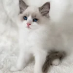 Nick