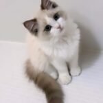 Patch