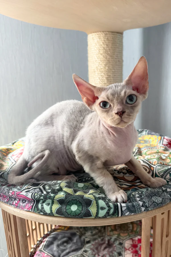 Devon Rex kitten
