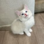 Tilly