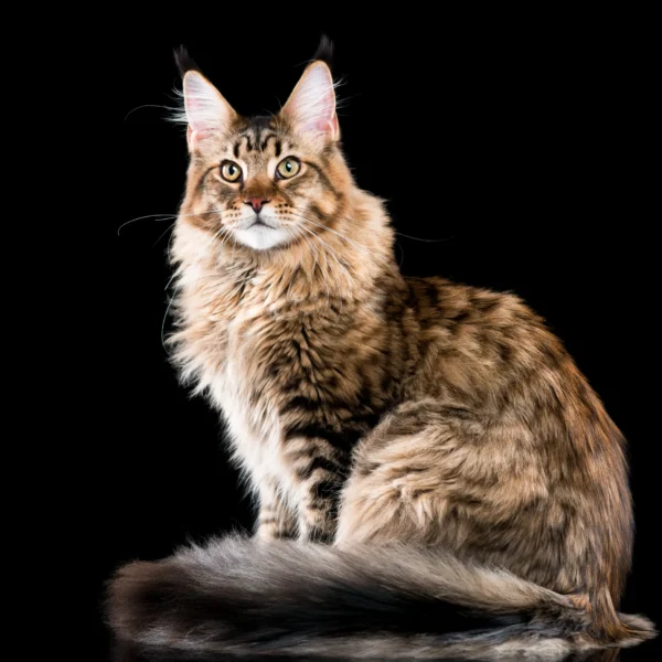 maine coon kitten for sale