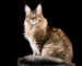 maine coon kitten for sale