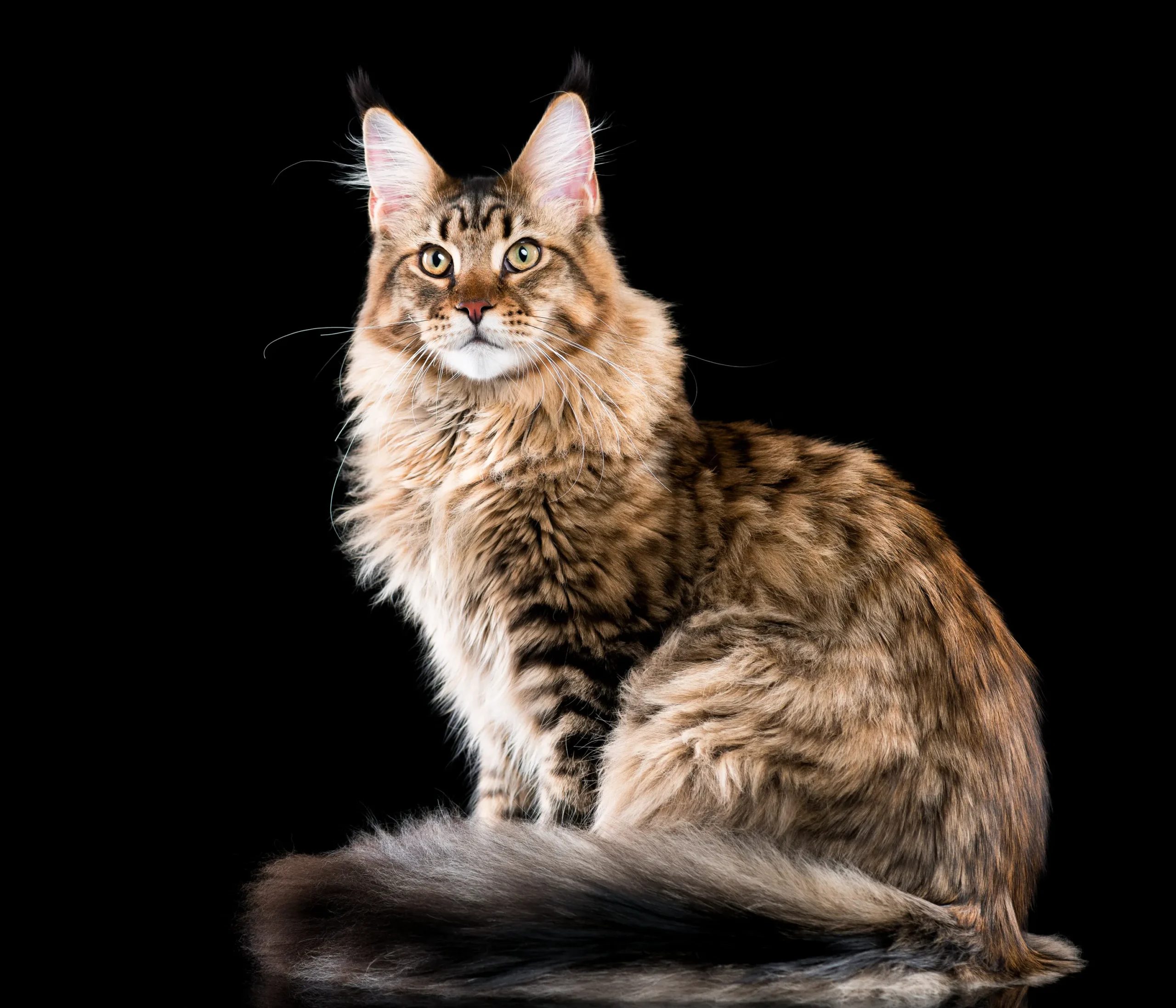 maine coon kitten for sale
