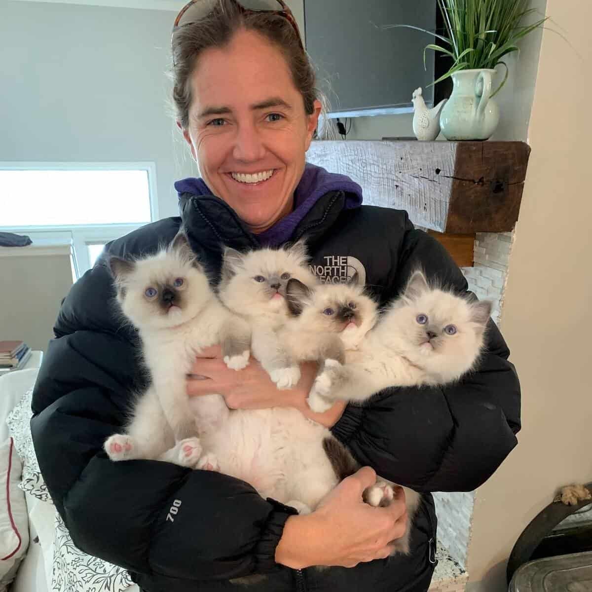Ragdoll kittens from Kittens Boutique